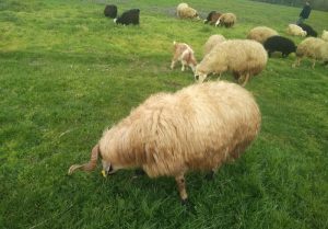 Başıbüyük Adak Kurbanlık Satış Kesim