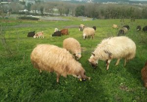 Maltepe Adak Kurbanlık Satış Kesim