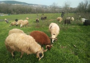 Fındıklı Adak Kurbanlık Satış Kesim